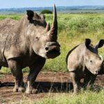 Elephant Orphanage, Giraffe Centre& optional Nairobi NationalPark - Practical Details and Tips