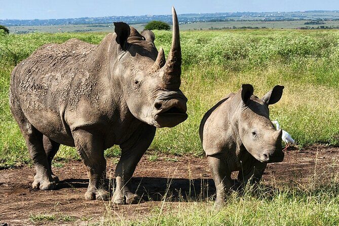 Elephant Orphanage, Giraffe Centre& optional Nairobi NationalPark - Practical Details and Tips