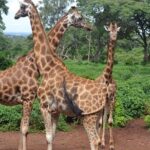 Elephant Orphanage & Giraffe Centre Tour - Potential Drawbacks