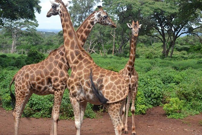 Elephant Orphanage & Giraffe Centre Tour - Potential Drawbacks