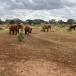Elephant Safari Tanzania 4 Days **Sustainable Approach to Travel - Authentic Encounters and Guide Insights