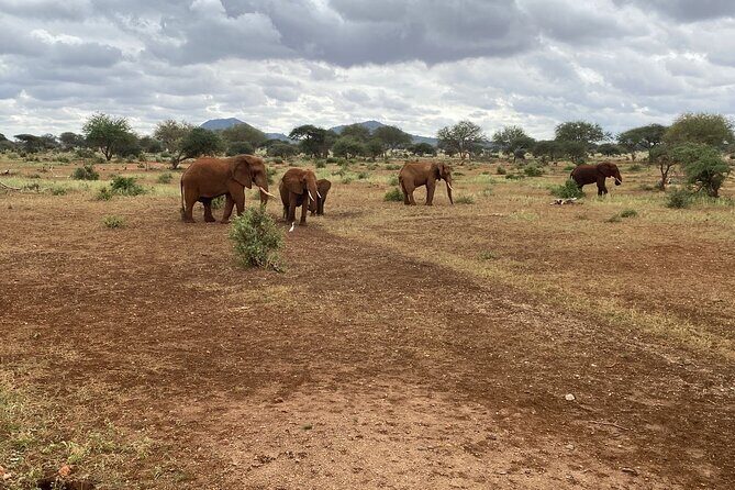 Elephant Safari Tanzania 4 Days **Sustainable Approach to Travel - Authentic Encounters and Guide Insights