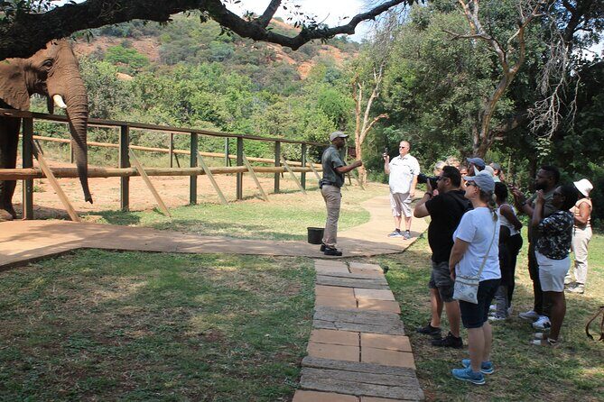 Elephant Sanctuary Tour From Johannesburg - Analyzing the Value