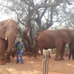 Elephant Sanctuary Tour from Johannesburg or Pretoria - Why This Tour Offers Good Value