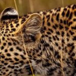 Elephant Special Serengeti & Ngorongoro Crater 5 Days / 4 Nights - What Makes This Safari Stand Out?