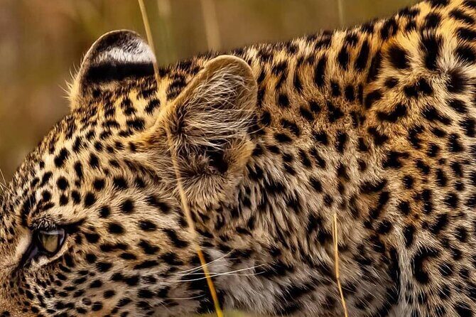 Elephant Special Serengeti & Ngorongoro Crater 5 Days / 4 Nights - What Makes This Safari Stand Out?