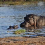 Elephant Trail Moremi Day Tour - Potential Drawbacks or Considerations