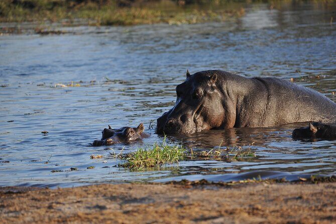 Elephant Trail Moremi Day Tour - Potential Drawbacks or Considerations