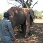 Elephant Walk Guided Half Day Tour from Johannesburg - Transport & Group Size