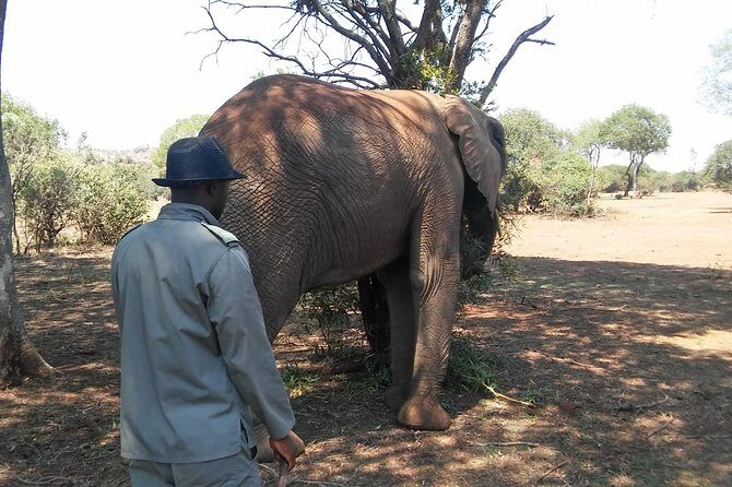 Elephant Walk Guided Half Day Tour from Johannesburg - Transport & Group Size