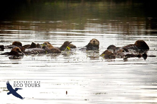 Elkhorn Slough Wildlife Tour - The Itinerary Breakdown