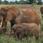 Elky Tours 2 Days Tsavo East Tour - Practical Details and Value