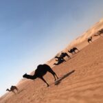 Empty Quarter Sunset Desert Safari - The Sum Up