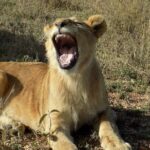 Enjoy a Private Day Trip to Lake Manyara National Park. - What’s Included & What’s Not