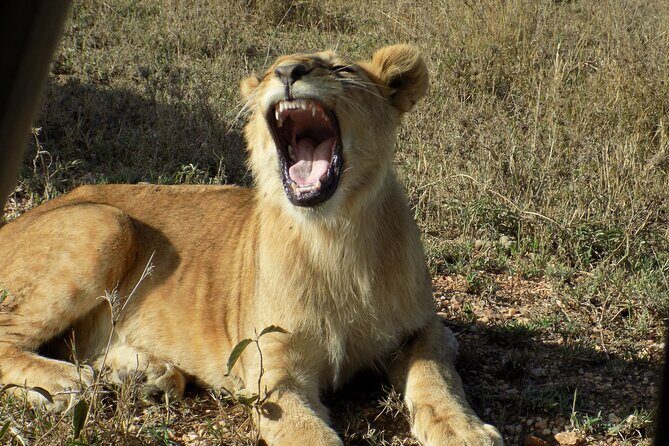 Enjoy a Private Day Trip to Lake Manyara National Park. - What’s Included & What’s Not