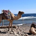 Enjoy with 1 - Hour Camel Ride with Transportation in Hurghada - Authenticity and Quality of the Experience