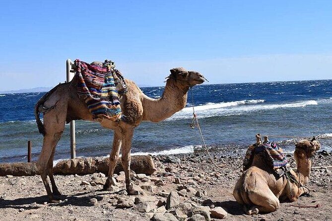 Enjoy with 1 - Hour Camel Ride with Transportation in Hurghada - Authenticity and Quality of the Experience