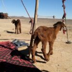 Erg Chebbi Desert Tour From Errachidia For Two Nights - Day 1 Highlights: Comfort and Anticipation