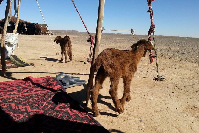 Erg Chebbi Desert Tour From Errachidia For Two Nights - Day 1 Highlights: Comfort and Anticipation