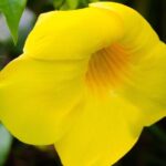 Escape Accra City to Aburi Gardens and Tetteh Quarshie Cocoa Farms - Discovering the Tour: Step by Step