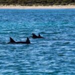 Estepona: Private sailing trip ideal for groups of up to 10 people. - The Itinerary Breakdown
