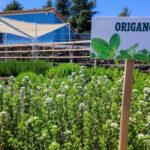 Etna Aromatic Experience: Scents of Sicily and Signature Flavors - In The Sum Up