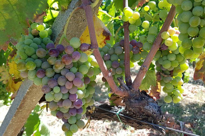 Etna DOC & Organic Wine tasting and tour of the 1815 historic winery - The Tasting Experience: Four Wines & Local Flavors
