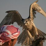 Evening Desert Safari with BBQ Dinner - The Highlights That Make This Tour Special