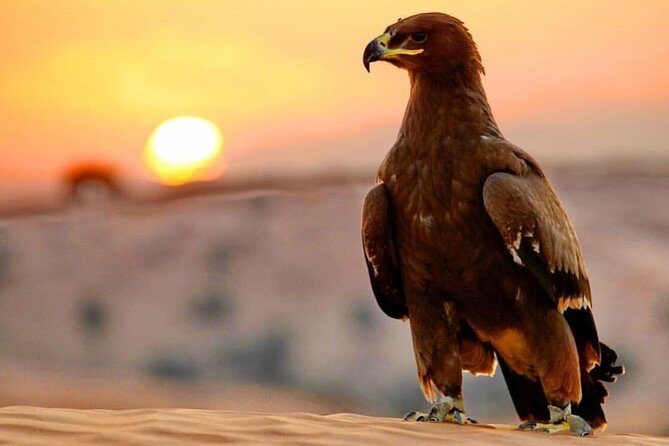 Evening Red Dunes Desert Safari: BBQ Dinner & Adventure Awaits! - Who Is This Tour Best For?