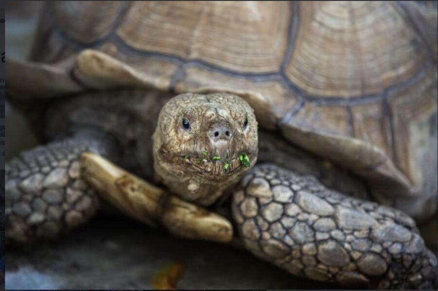 Everglades: Sawgrass Park Reptile Exhibit Private Tour - Practical Details and Tips for Visitors