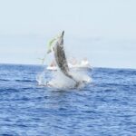 Exclusive Dolphins Encounter - The Price and Value