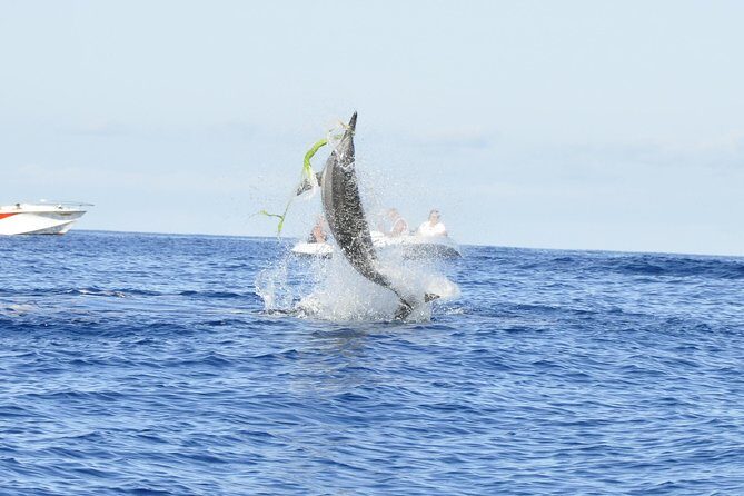 Exclusive Dolphins Encounter - The Price and Value
