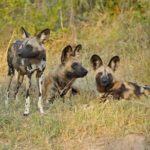 Exclusive full day Chobe game drive safari - Transportation and Group Size