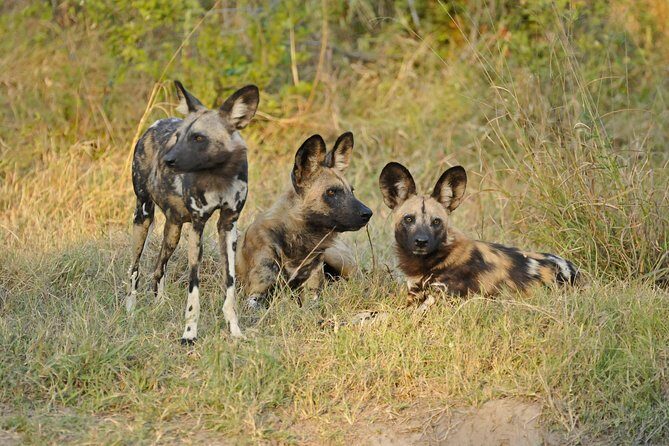 Exclusive full day Chobe game drive safari - Transportation and Group Size