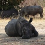 Exclusive Game Drive & White Rhino Safari in Livingstone Zambia - Practical Details: What Travelers Should Know