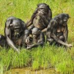 Exclusive Lola Ya Bonobo Sanctuary Tour - In-Depth Look at the Itinerary
