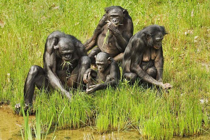 Exclusive Lola Ya Bonobo Sanctuary Tour - In-Depth Look at the Itinerary