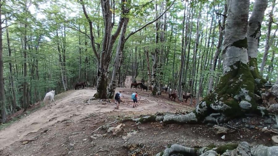 Exclusive Private Tour to Theth: Waterfall and the Blue Eye - The Flavor of Albanian Hospitality