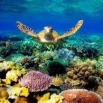 Excursion to Ras Mohammed Sharm El Sheikh by bus - The Authenticity & Value of the Tour
