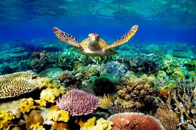 Excursion to Ras Mohammed Sharm El Sheikh by bus - The Authenticity & Value of the Tour