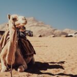 Experience Camel Riding in the Stunning Desert - Hurghada - Authentic Experiences and Honest Reviews