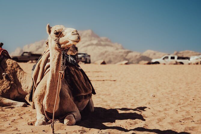 Experience Camel Riding in the Stunning Desert - Hurghada - Authentic Experiences and Honest Reviews