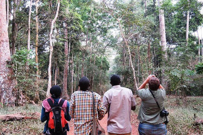 Experience Chimpanzee Trekking in Budongo Forest - Who Will Love This Tour?