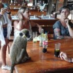 Experience Dakar-Goree-Pink Lake-Safari tour in 2 days - Detailed Breakdown of the Itinerary