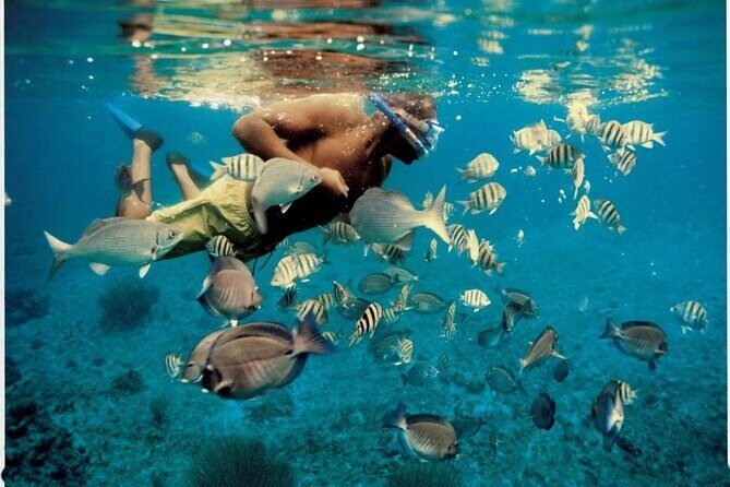 Experience Dolphin watching and snorkeling in Muscat - Authentic Insights from Reviewers