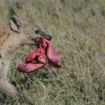 Experience the Masai Mara and the Dancing Masai in 4 days - Practical Tips for Your Safari