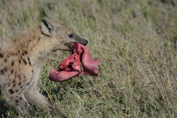 Experience the Masai Mara and the Dancing Masai in 4 days - Practical Tips for Your Safari