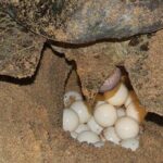Experience with sea turtles in Boavista - FAQ