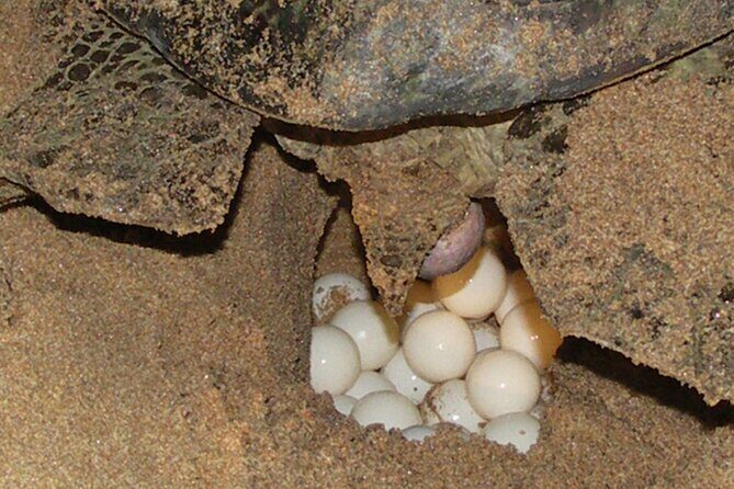 Experience with sea turtles in Boavista - FAQ