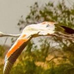 Explore Agadir wildlife national park safari with lunch & pickup - Practical Details and Tips